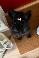 Dvärg schnauzer, Loppan Dvärg schnauzer, Loppan