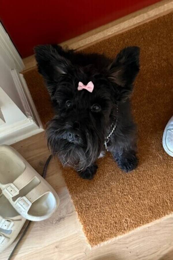 Hund - Dvrg schnauzer, Loppan