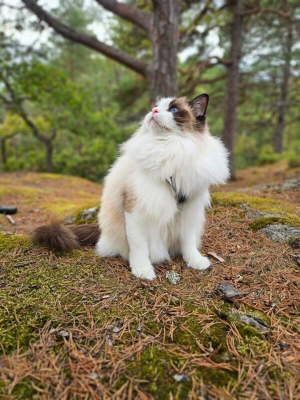 Katt - Lykke