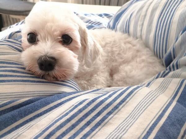 Hund - Edith
