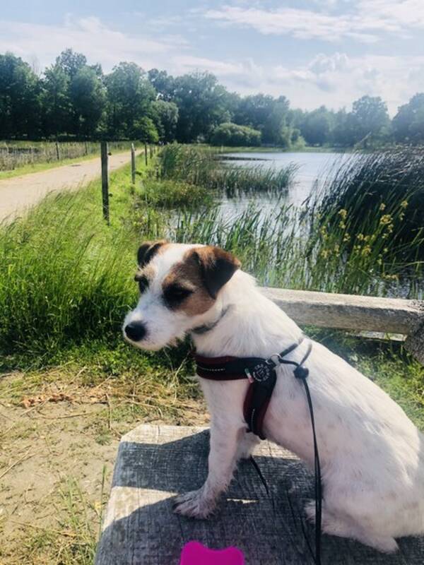 Hund