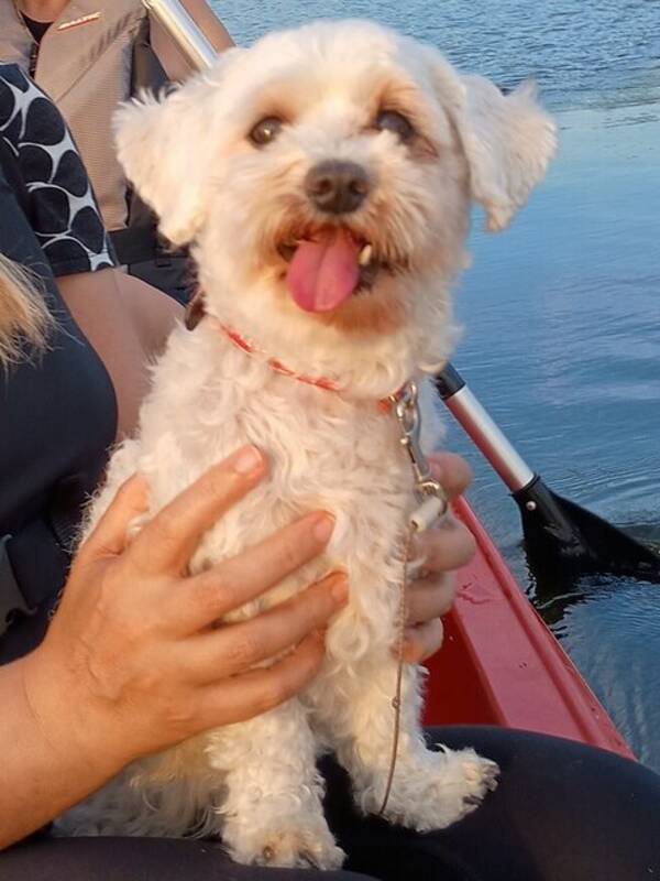 Hund - Edith