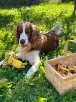 Welsh Springer Spanieln Lottie ??  Welsh Springer Spanieln Lottie ??