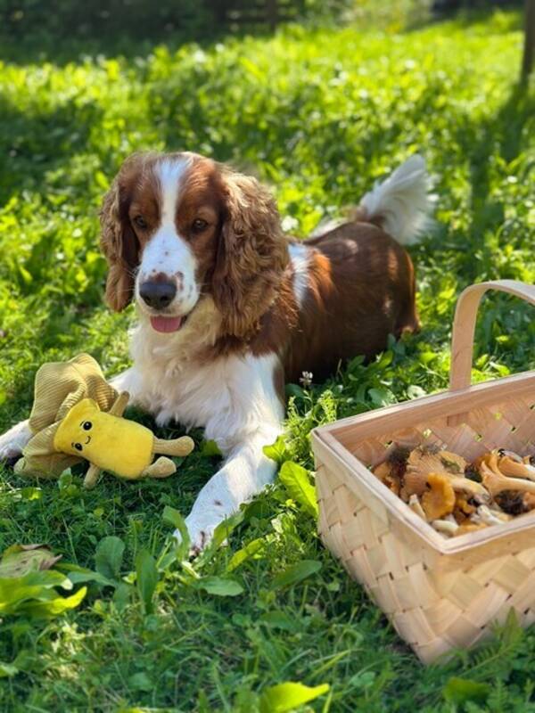 Hund - Welsh Springer Spanieln Lottie ?? 