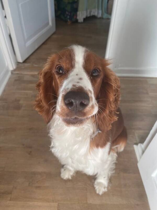 Hund - Welsh Springer Spanieln Lottie ?? 