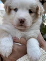 Miniature American Shepherd Loulou  Miniature American Shepherd Loulou