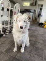Aussie Flingan