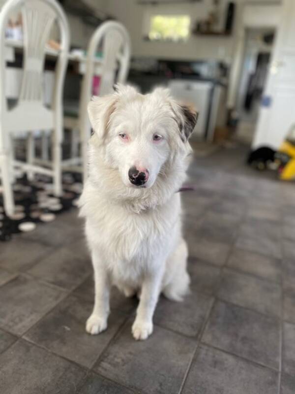 Hund - Aussie Flingan