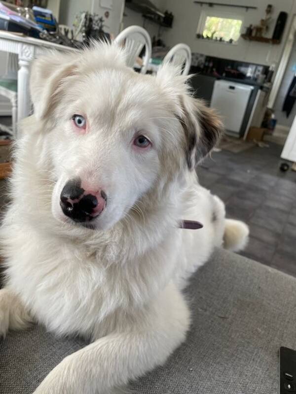 Hund - Aussie Flingan
