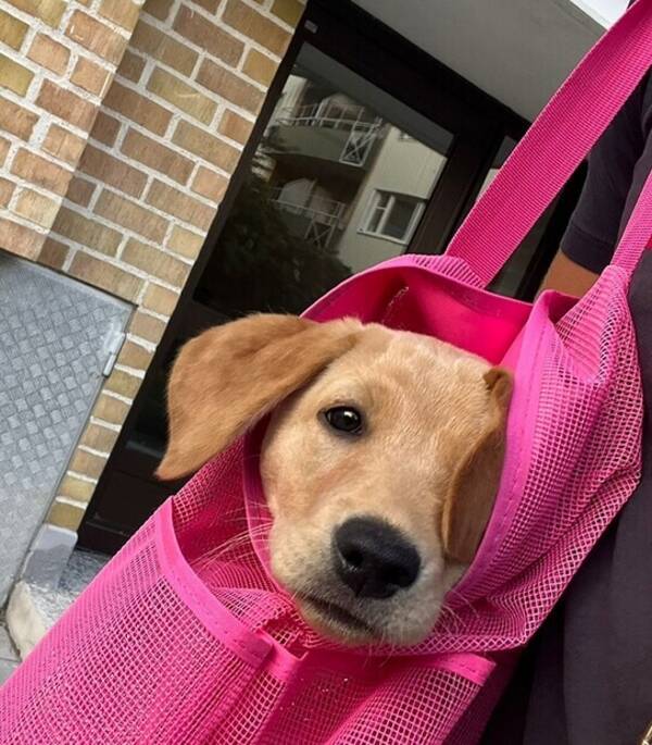 Hund - Valp