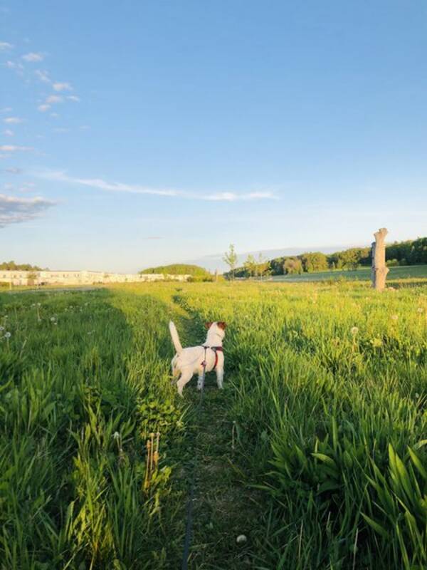 Hund