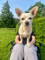 chihuaha