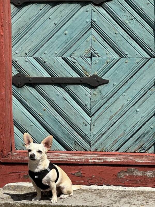 Hund - chihuaha