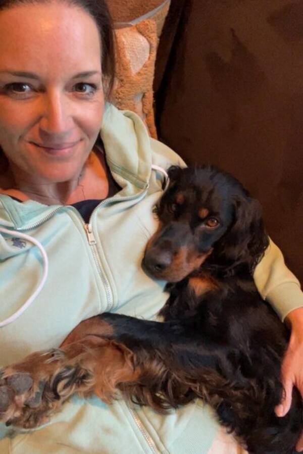 Hund - Gordon setter