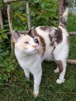 Huskatten Manga Huskatten Manga