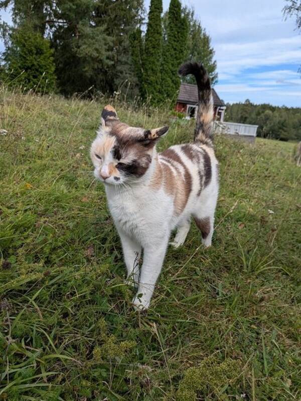 Katt - Huskatten Manga