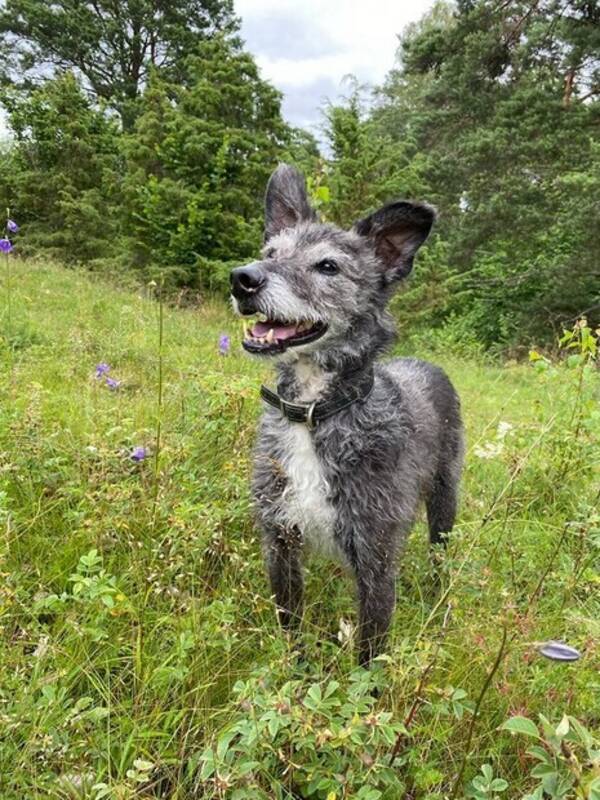 Hund - Blandras/vinthund Teddie