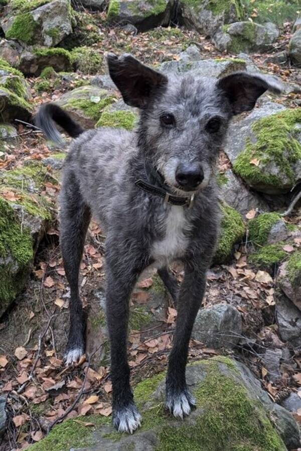 Hund - Blandras/vinthund Teddie