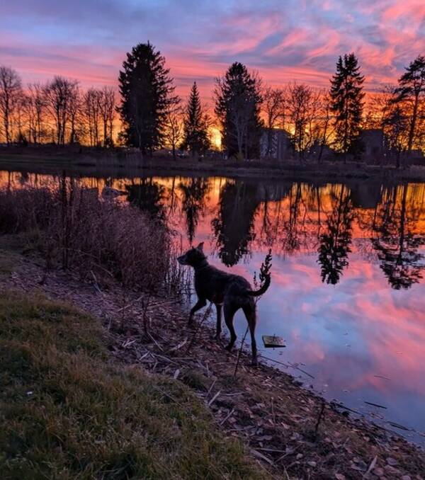 Hund - Blandras/vinthund Teddie