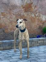 Whippet - Edwar