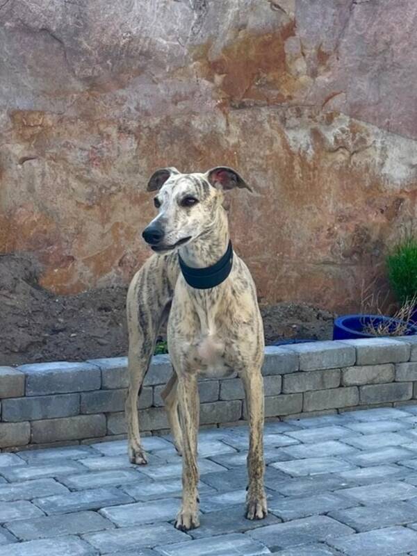 Hund - Whippet - Edwar