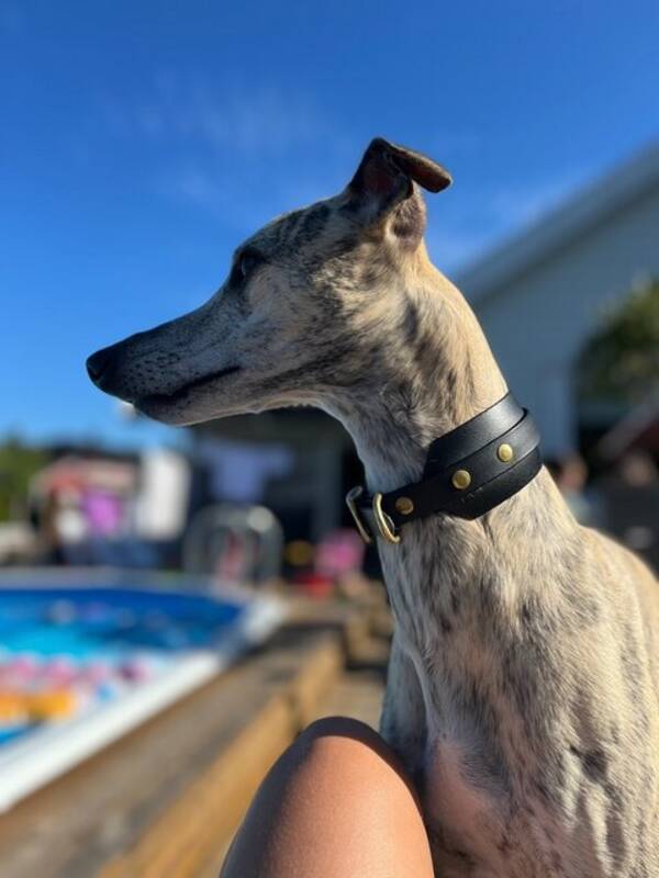 Hund - Whippet - Edwar