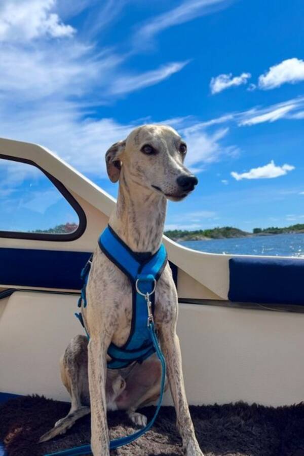Hund - Whippet - Edwar