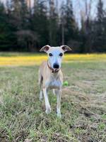 Whippet - Georg