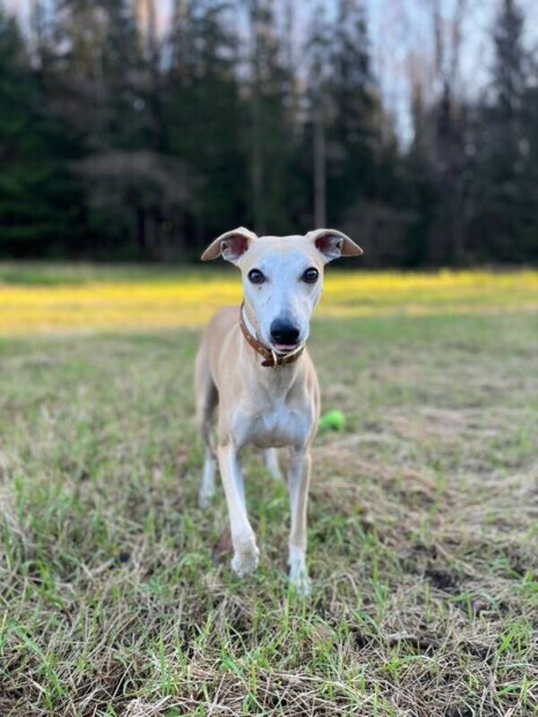 Hund - Whippet - Georg Hund - Whippet - Georg