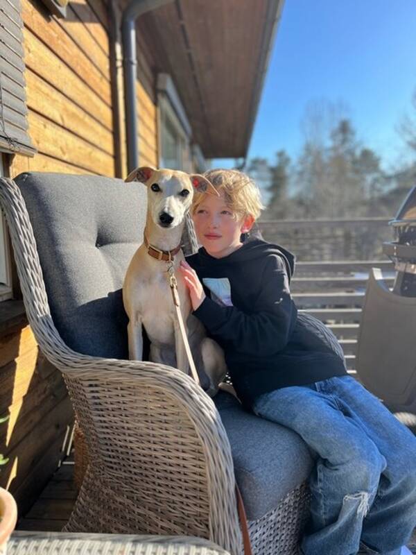 Hund - Whippet - Georg Hund - Whippet - Georg