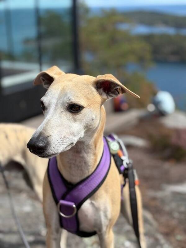 Hund - Whippet - Georg Hund - Whippet - Georg