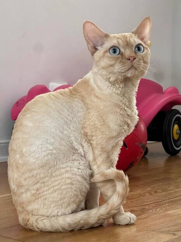 Katt - Colin