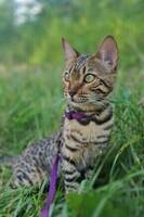 Bengal Asta
