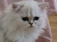 Alice. Perserkatt Alice. Perserkatt