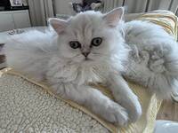 Molly Perserkatt Molly Perserkatt