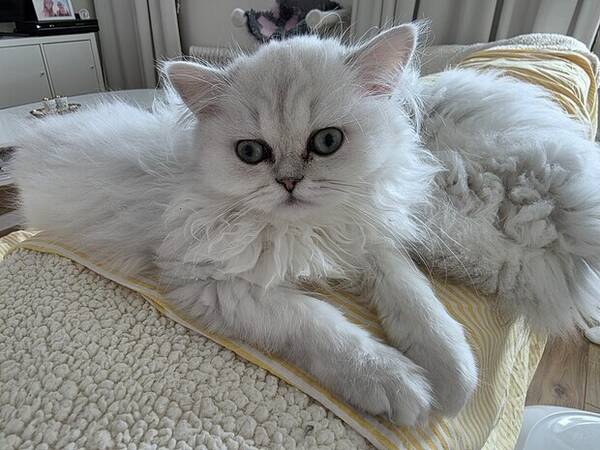 Katt - Molly Perserkatt