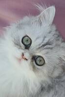 Maja. Chinchilla Perser  Maja. Chinchilla Perser