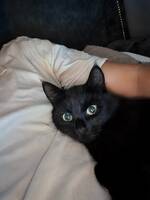 Svart tam innomhuskatt  Svart tam innomhuskatt