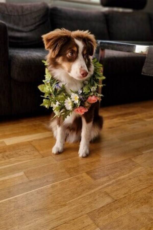 Hund - MAS:en Kenzo