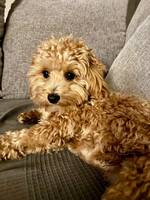 Maltipoo