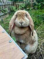 Frans vädur Frans vädur