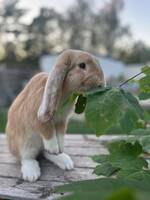 Fransk vädurs unge Fransk vädurs unge