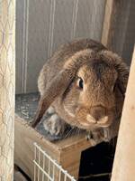 Milo  dvärgvädur  Milo  dvärgvädur