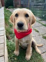 Valp 4 månader  Valp 4 månader