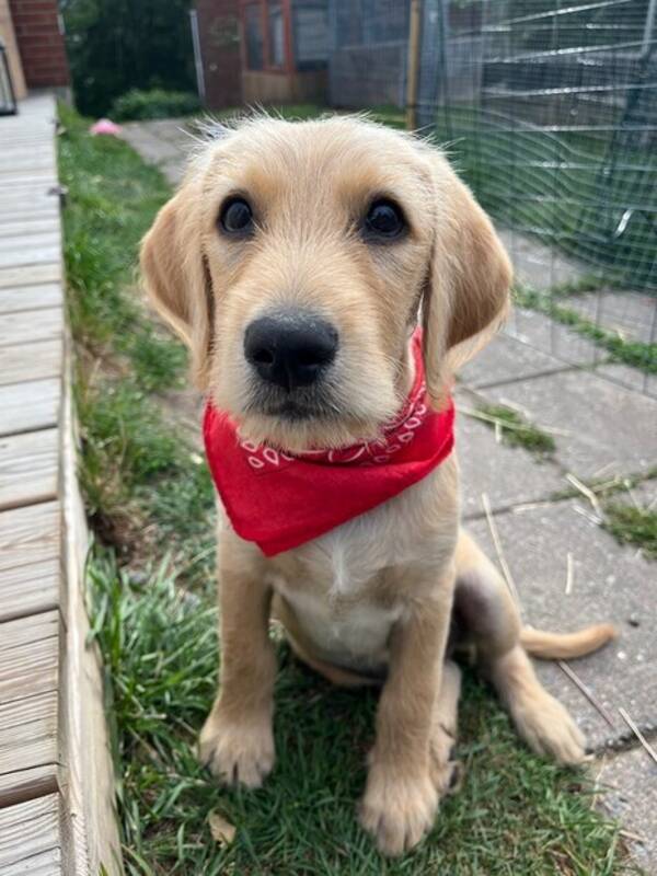 Hund - Valp 4 mnader 