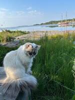 Neva Masquerade 1,5 år  Neva Masquerade 1,5 år