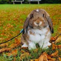 Kaninen Zimba Kaninen Zimba