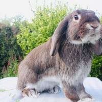 Kaninen Zelma Kaninen Zelma