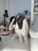 Kaninen Zaga Kaninen Zaga