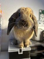 Kaninen Zally Kaninen Zally